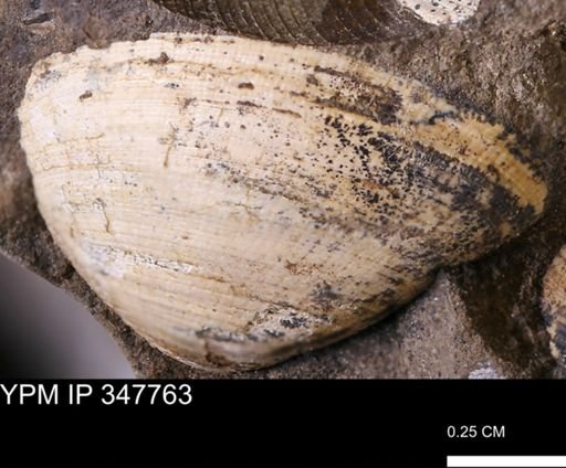Limopsis striatopunctatus