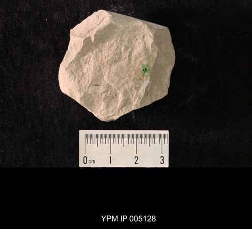Lemmatophora typica