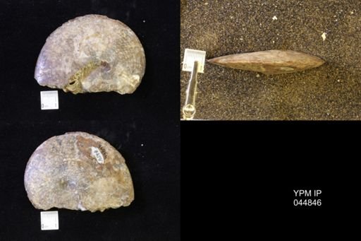 Sphenodiscus lenticularis