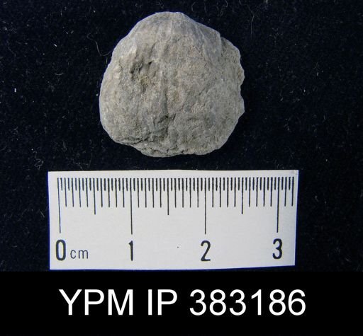 Atrypa sp.