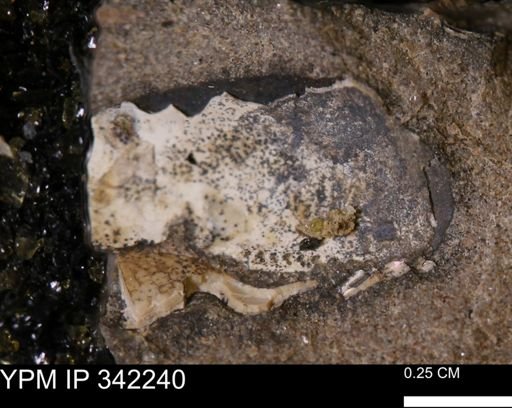 undet. Bivalvia
