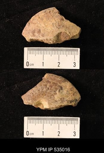 Placenticeras sp.
