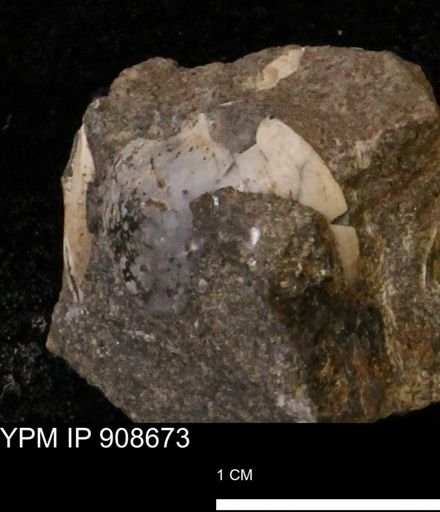 undet. Bivalvia