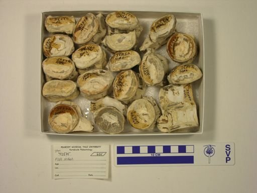 undet. Ichthyodectidae