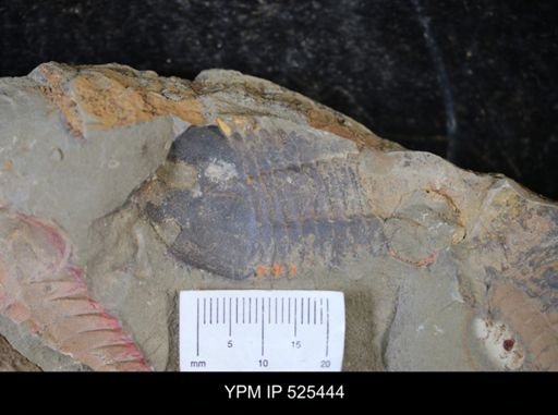 Asaphellus?