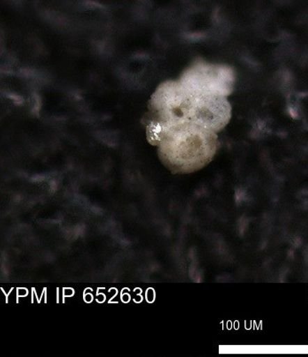 undet. Foraminiferida