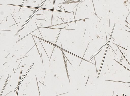 Tethya sp.