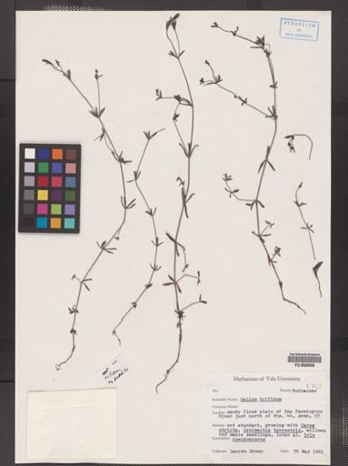 Galium trifidum