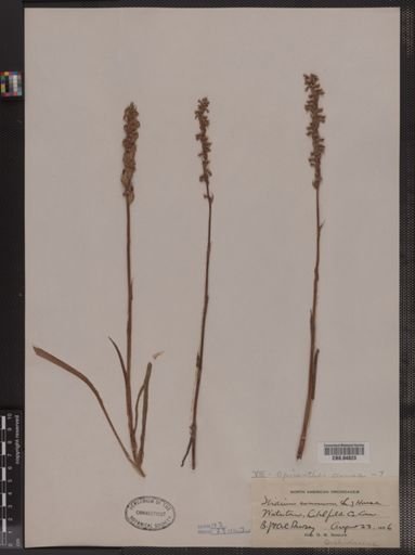 Spiranthes cernua