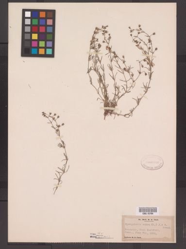 Spergularia rubra