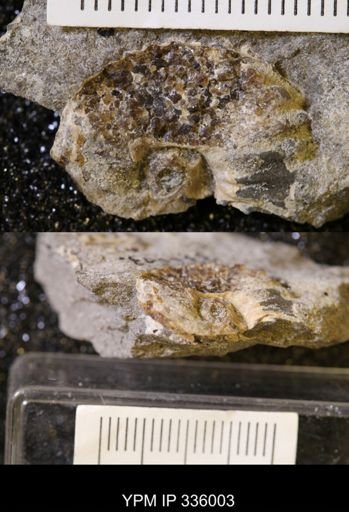 undet. Ammonoidea