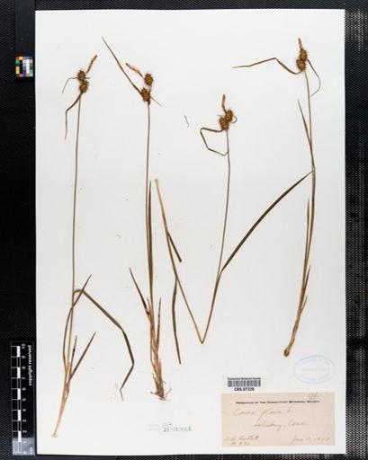 Carex flava