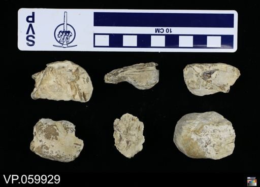 Ichnofossil (vertebrate)