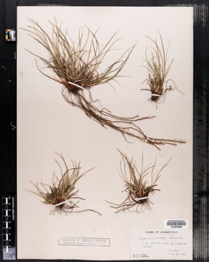 Carex umbellata