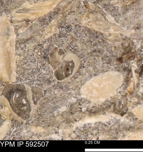 undet. Gastropoda