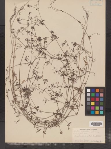 Galium asprellum