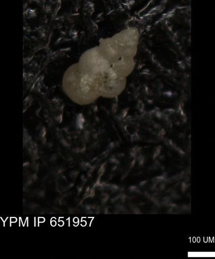 undet. Heterohelicidae