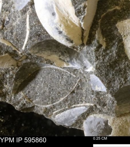 Protocardia sp.