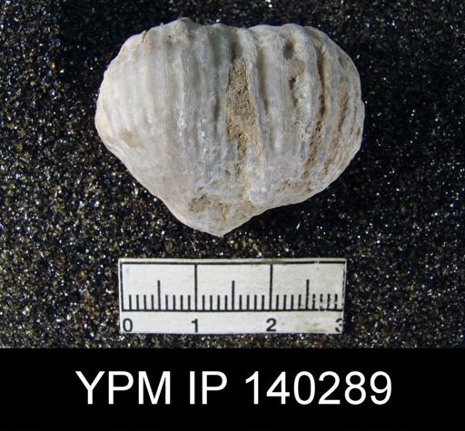 Productus (Dictyoclostus) indicus