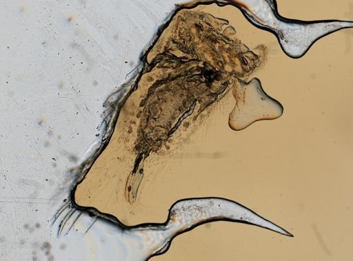 Chiridotea coeca