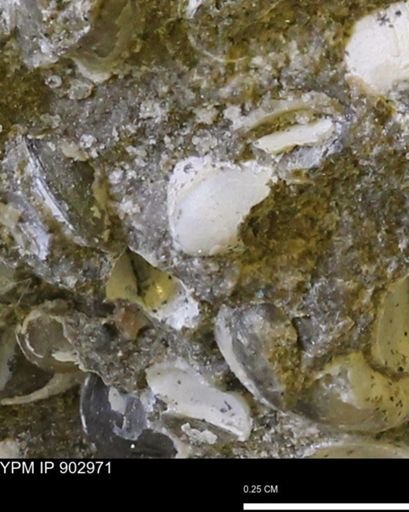 Corbulamella gregaria