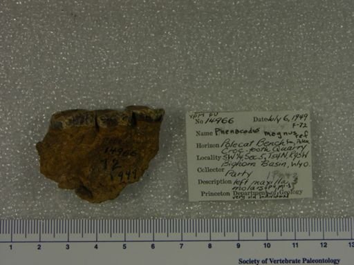 Phenacodus magnus
