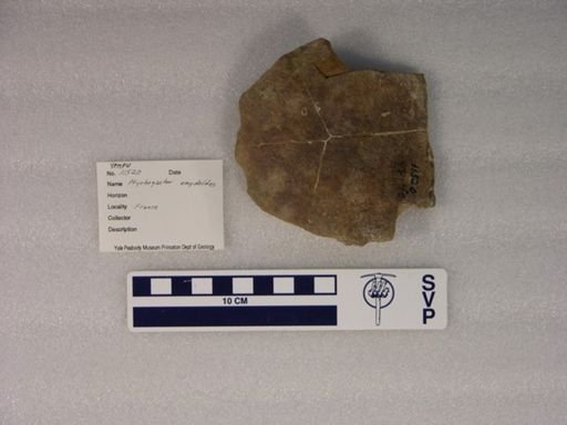 Ptychogaster emydoides