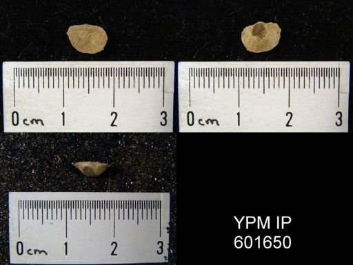 Chonetes politus