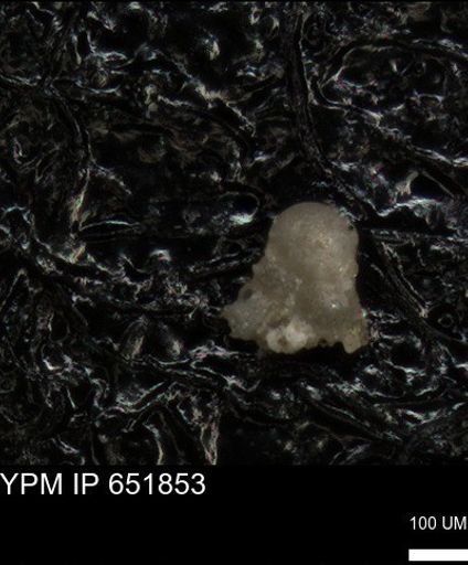 undet. Foraminiferida