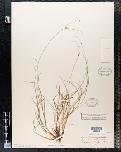 Carex trisperma