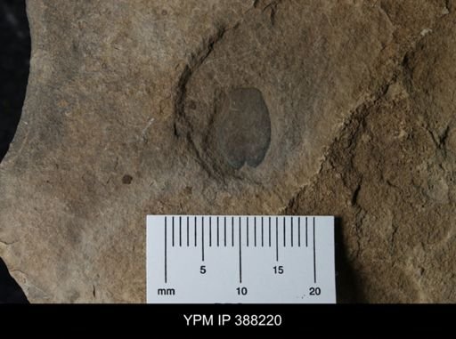 Erieopterus microphthalmus