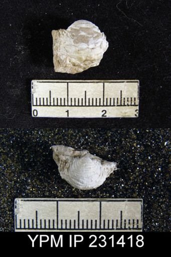 Cancrinella sp.