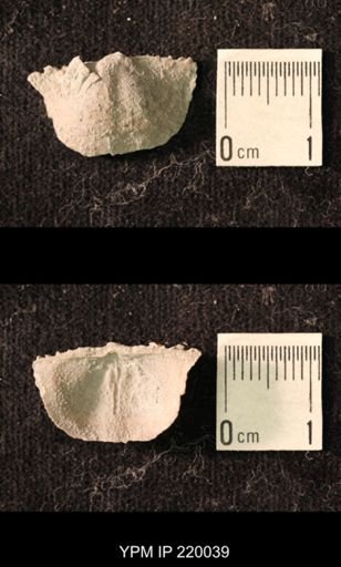 Chonetina flemingi alata