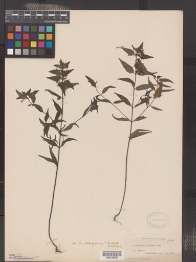 Melampyrum lineare var. latifolium