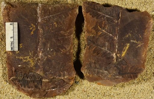 Pecopteris