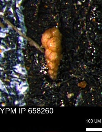 Verneuilinoides kansasensis