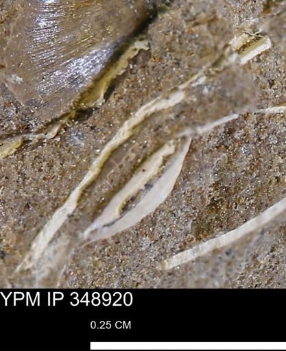 undet. Mollusca