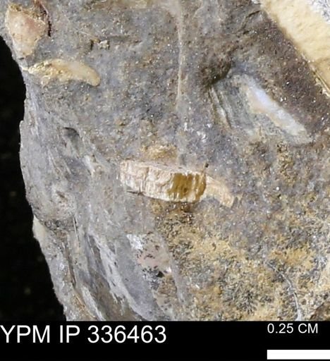 undet. Mollusca