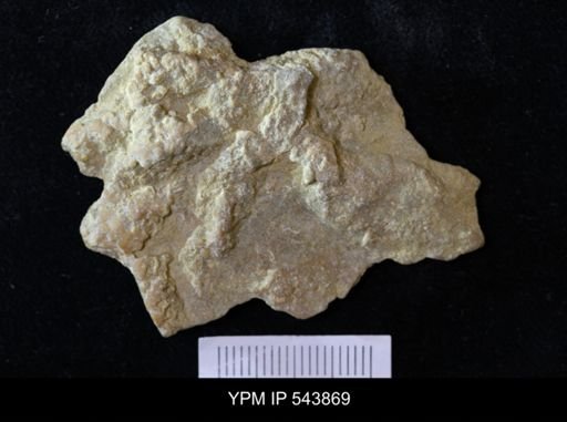 Asteriacites sp.