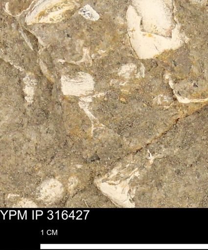 undet. Mollusca