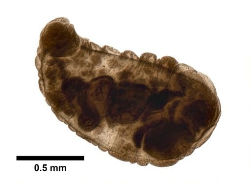 Branchiobdella illuminata