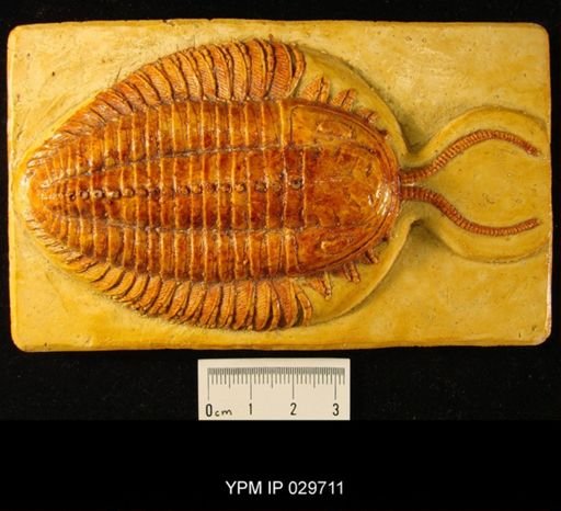 Triarthrus becki