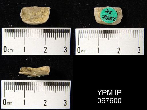 Leptaena rhomboidalis