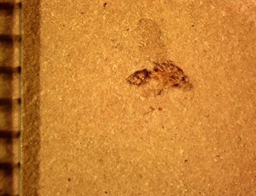 undet. Diptera