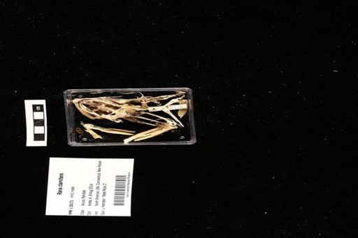 Rana clamitans