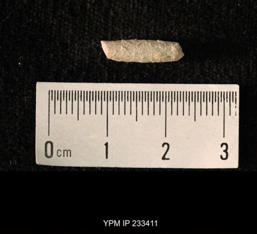 Archaeocidaris sp.