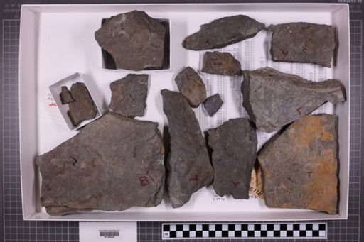 mixed taxa, stratigraphic collection