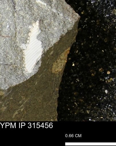 undet. Ammonoidea