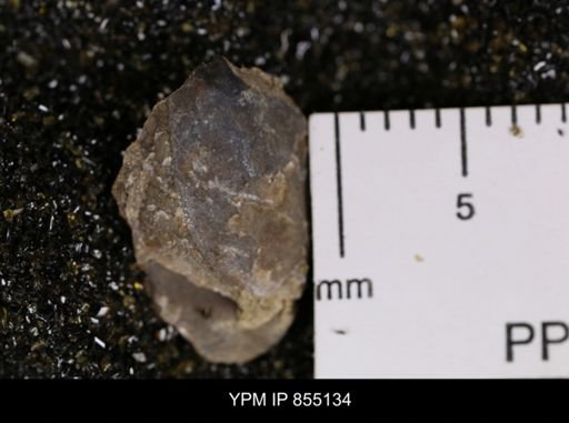 Phelopteria linguaeformis