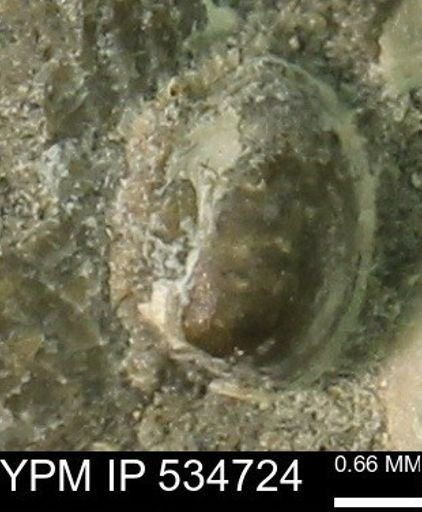 Protocardia subquadrata